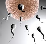 sperm-egg[1]